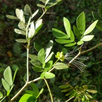 Thailentadopsis nitida (Vahl) G.P.Lewis & Schrire